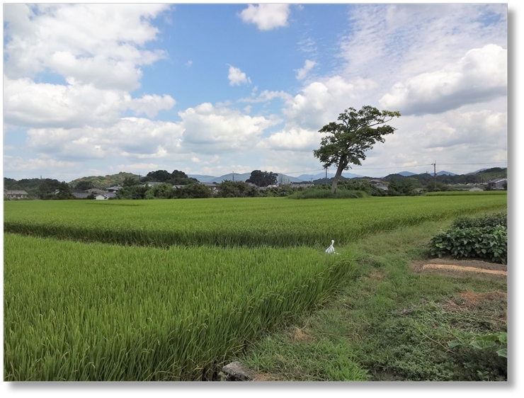 【P-NR011】小墾田宮推定地