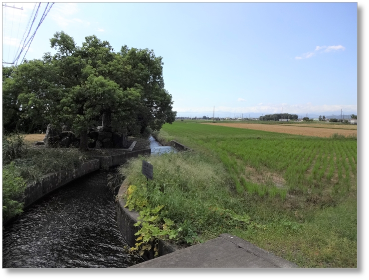 【B-SG001b】織田信長本陣跡(陣杭の柳)〔姉川古戦場〕