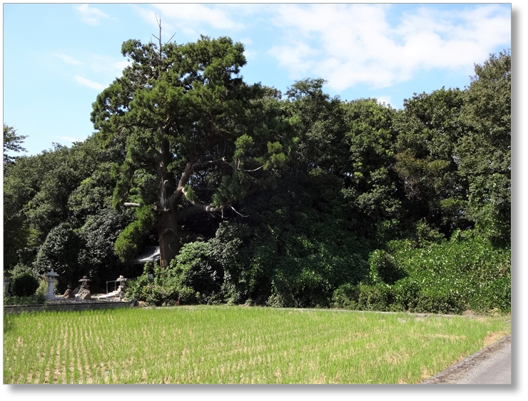 【B-SG001c】徳川家康本陣跡(岡山)〔姉川古戦場〕