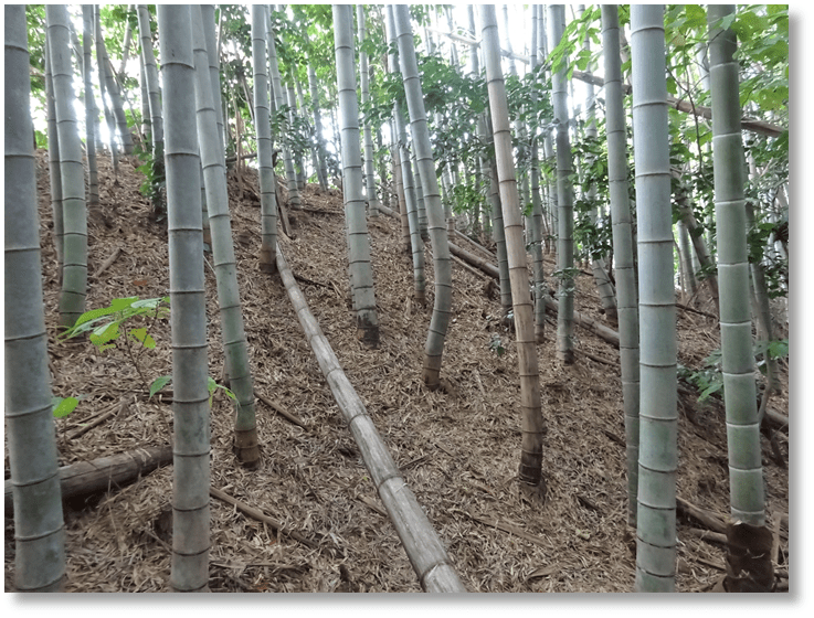 【C-AC356】鳥羽川坂城跡