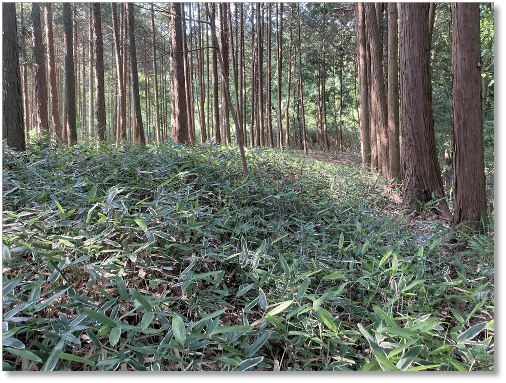 【C-NR024】下狭川城跡