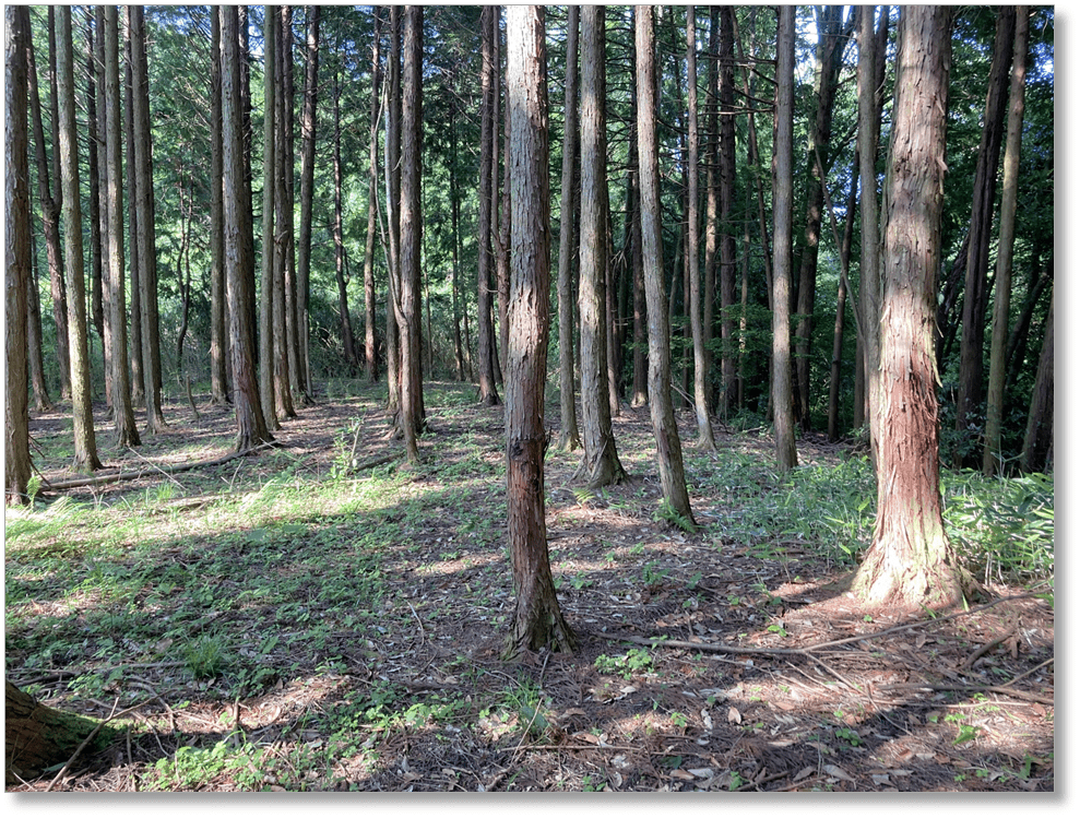 【C-NR024】下狭川城跡