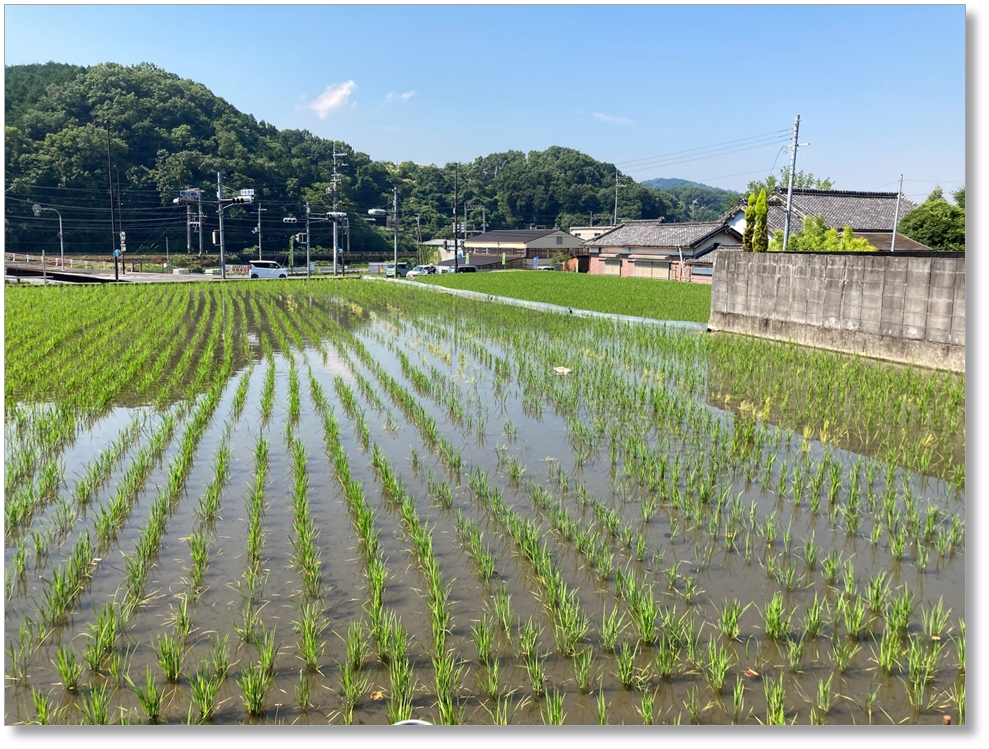 【P-NR017】泊瀬朝倉宮伝承地(脇本遺跡)