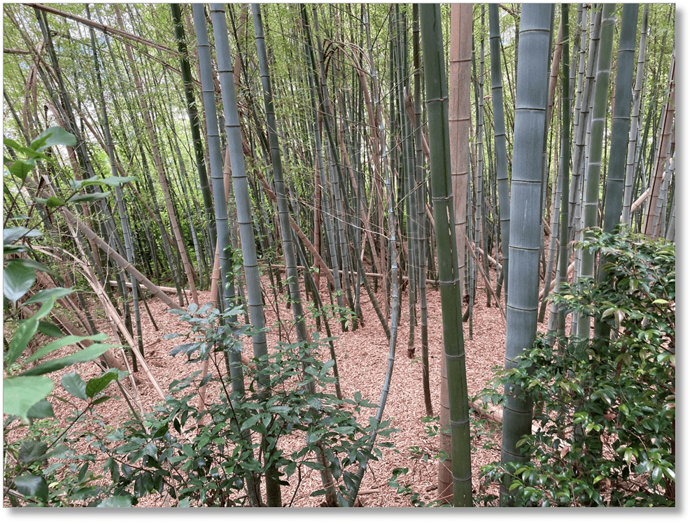 【P-NR023】磐余池辺双槻宮伝承地(石寸山口神社)