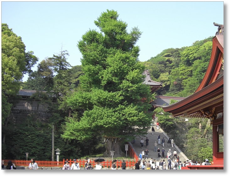 【S-KN001】鶴岡八幡宮