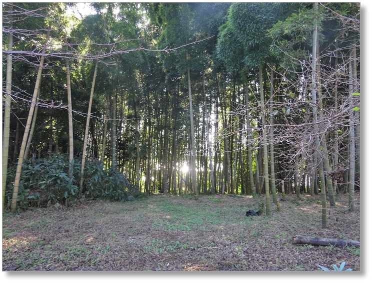 【T-AC021】花岳寺